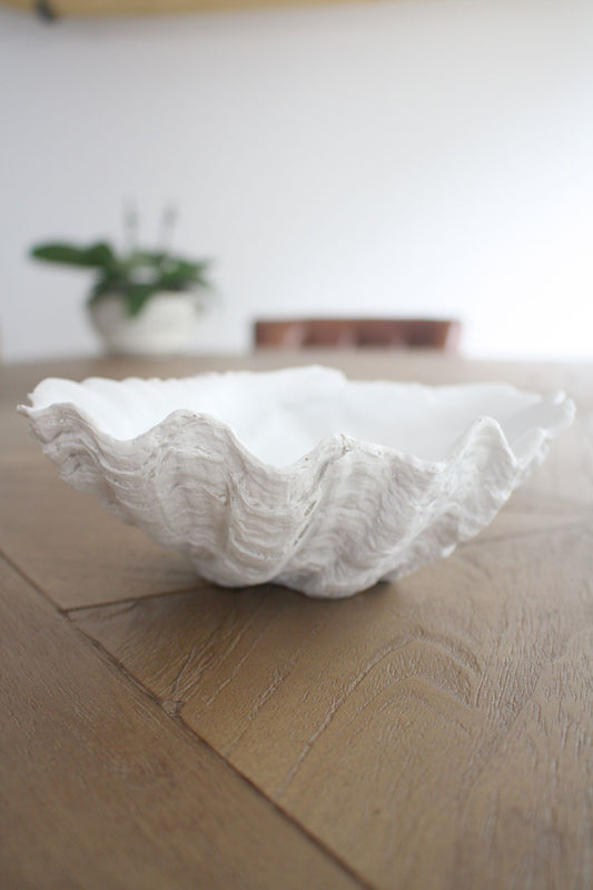 Clam Shell White XSmall 24cm Wide - Resin