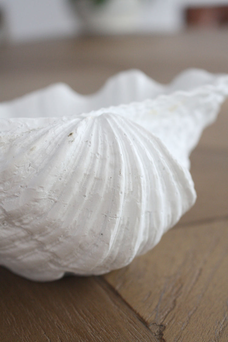 Clam Shell White XSmall 24cm Wide - Resin