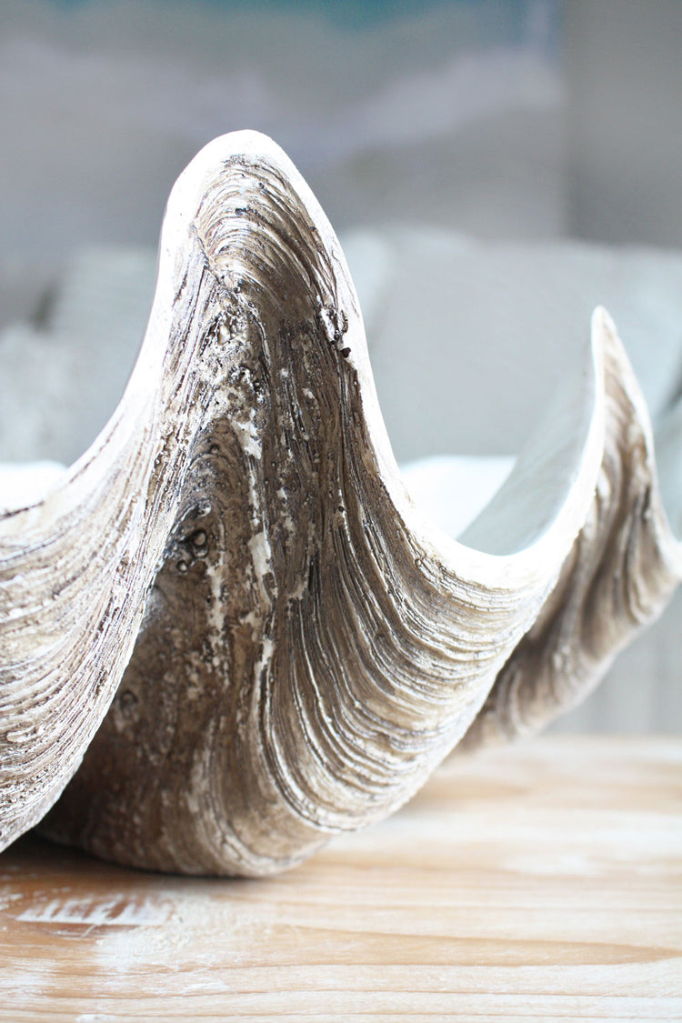 Clam Shell Natural Medium 52cm Wide - Resin