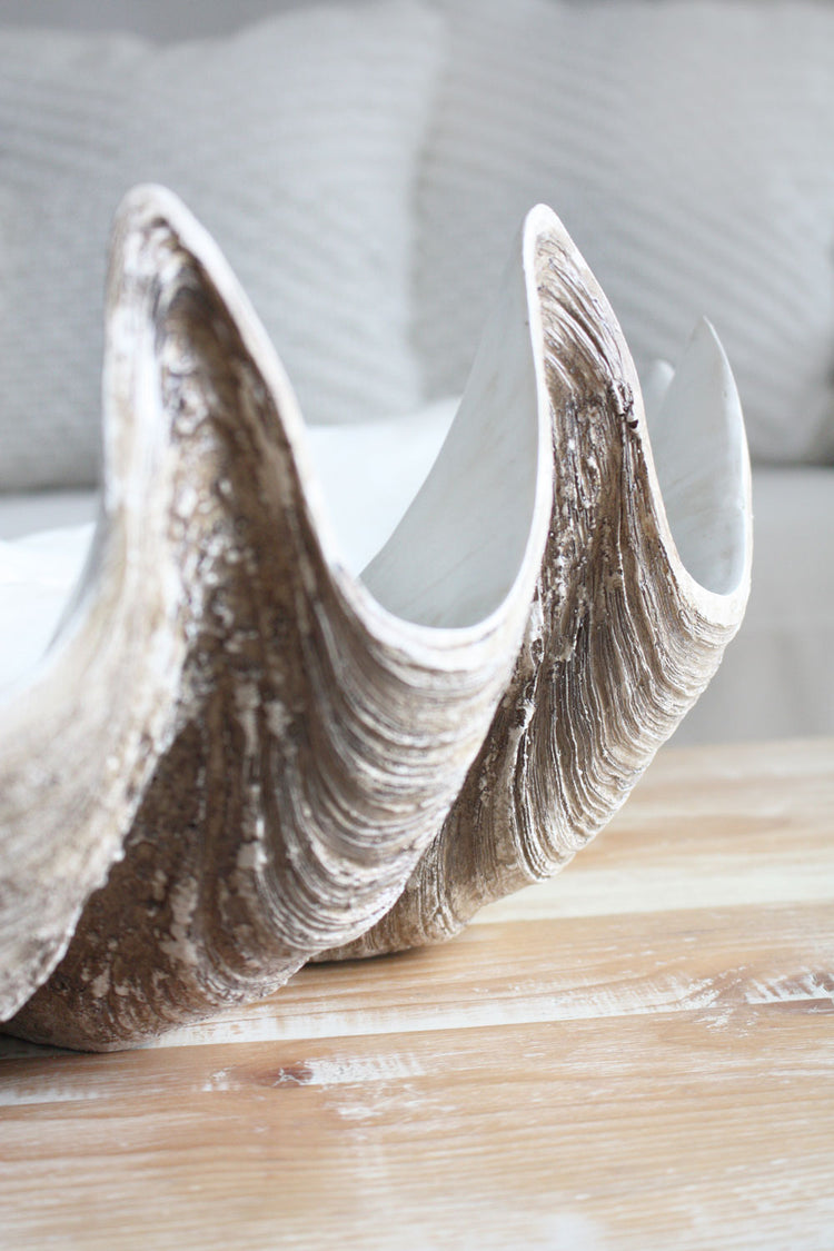 Clam Shell Natural Medium 52cm Wide - Resin