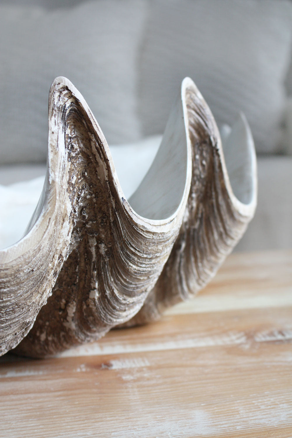 Clam Shell Natural Medium 52cm Wide - Resin