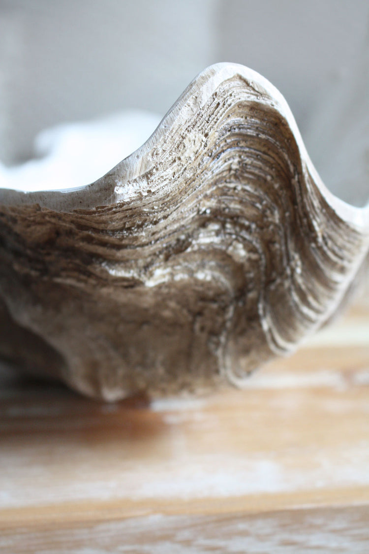 Clam Shell Natural Medium 52cm Wide - Resin