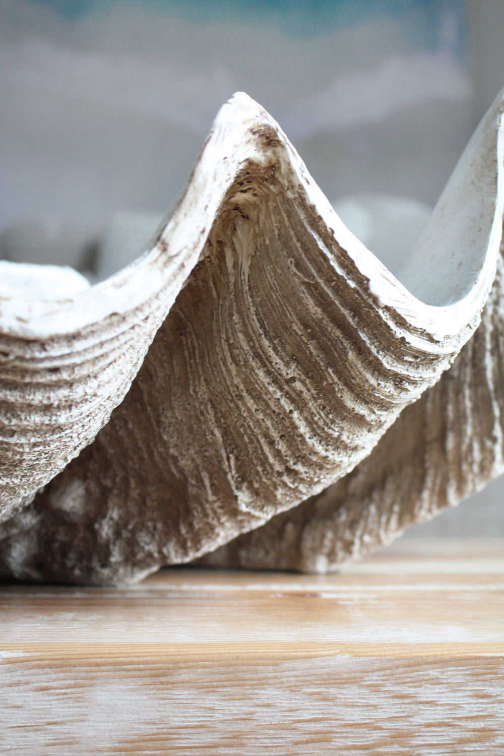 Clam Shell Natural XLarge 69cm Wide - Resin