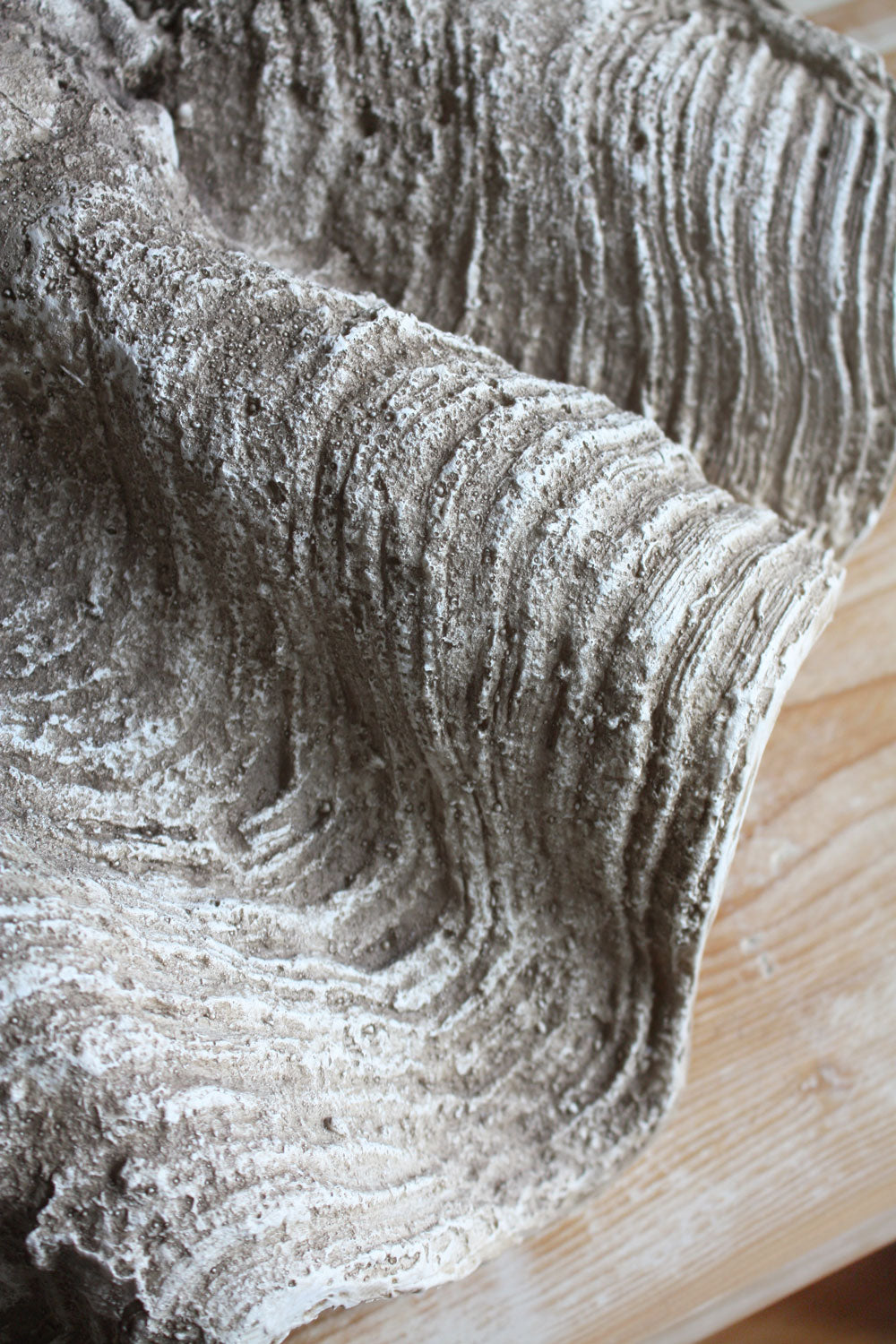 Clam Shell Natural XLarge 69cm Wide - Resin
