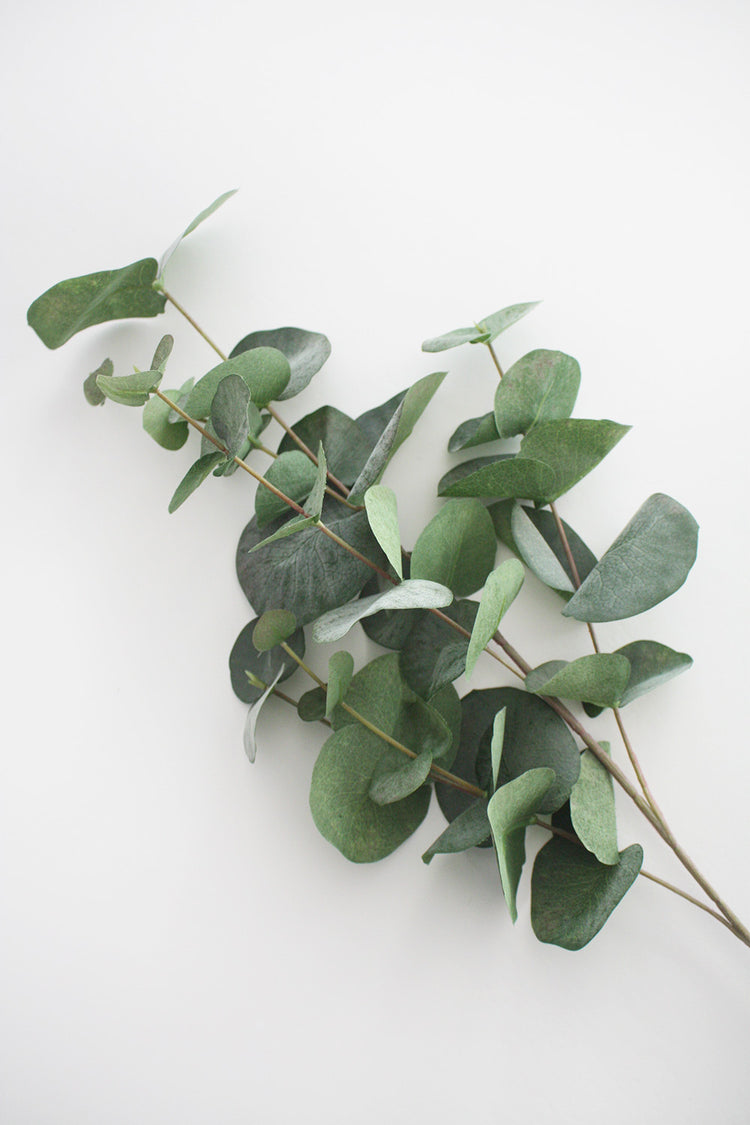 Faux Silver Dollar Eucalyptus Leaf Spray 87cm