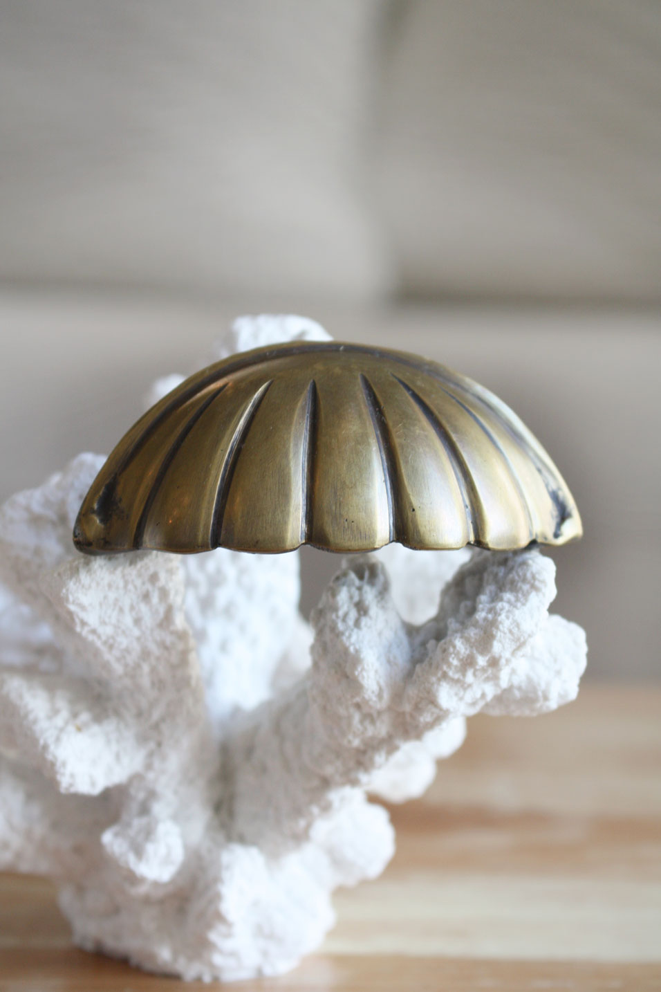 Brass Hamptons Shell Cabinet Pull / Handle