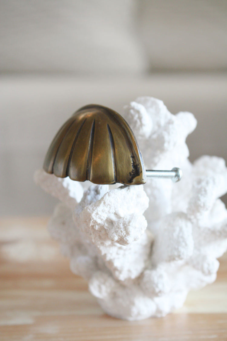 Brass Hamptons Shell Cabinet Pull / Handle